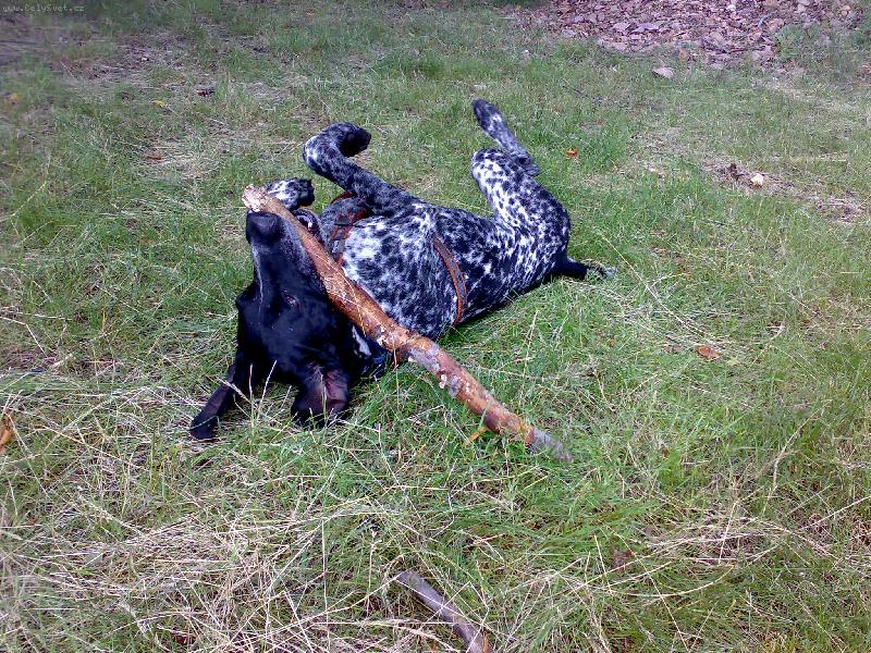 Foto: Dyk a jeho obl�ben� hra�ka..