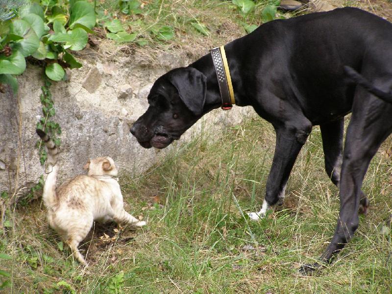 Foto: Dante a n� kocour