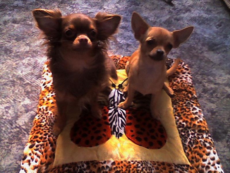 Foto: s�gry-Megi a Nat�lka