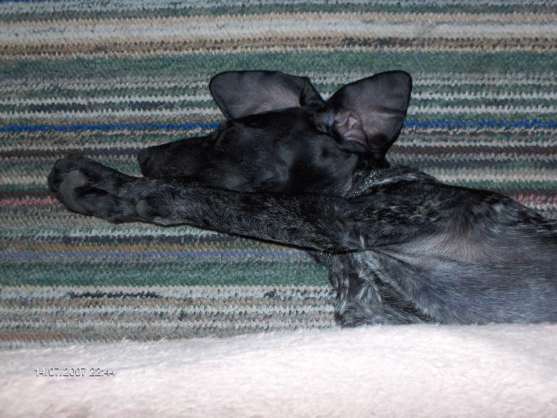 Foto: takle vysoko sk��e muj pes