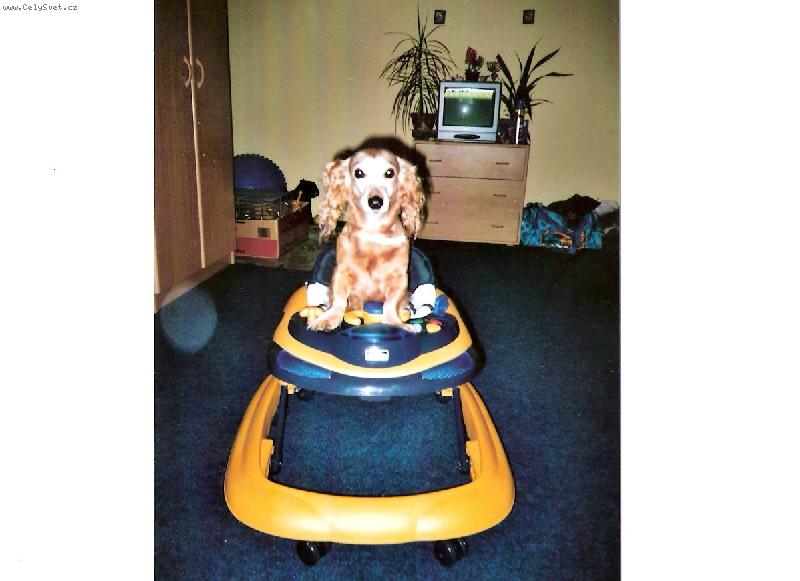 Foto: Jeff-Jeffik v d�tsk�m chod�tku