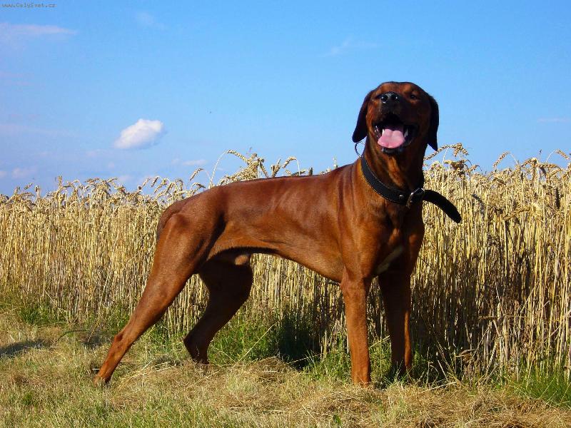 Foto: Alf�k-15 m�s�c�