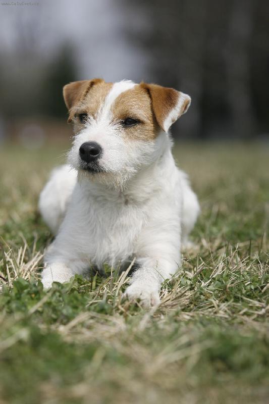 Foto: Kryc� pes-Dougles Mandylion