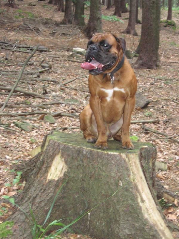 Foto: Woody-na v�let�