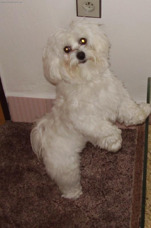 Foto: kaval�r Samuel