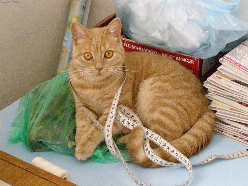 Foto: Skv�l� pomocnice