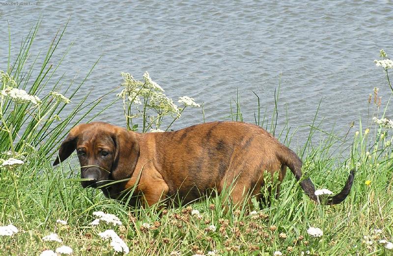 Foto: Ora z M�dn�ku