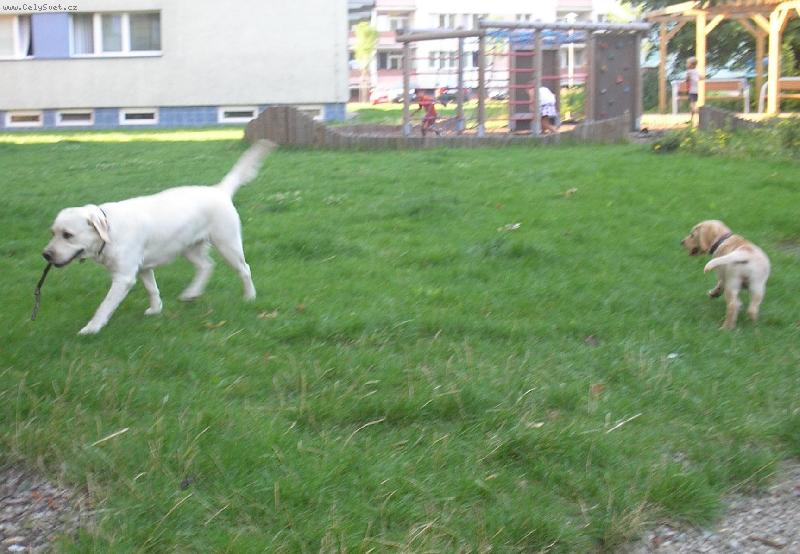 Foto: Labradorci-Ela a Brita