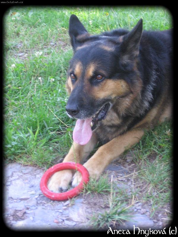 Foto: Ov��k s obl�benou hra�kou