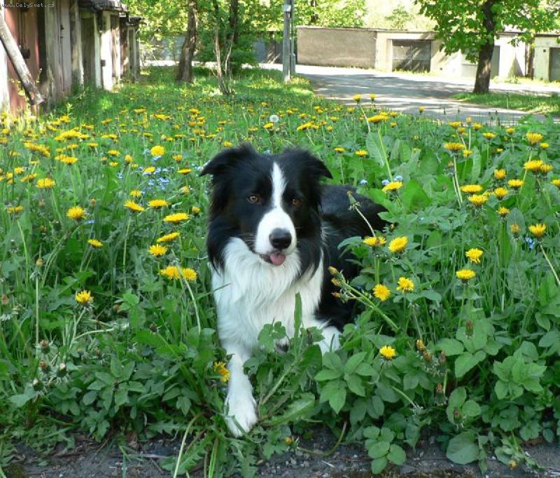 Foto: Forrow Darley Arabian-To byla dobrota....Mlask.....:))