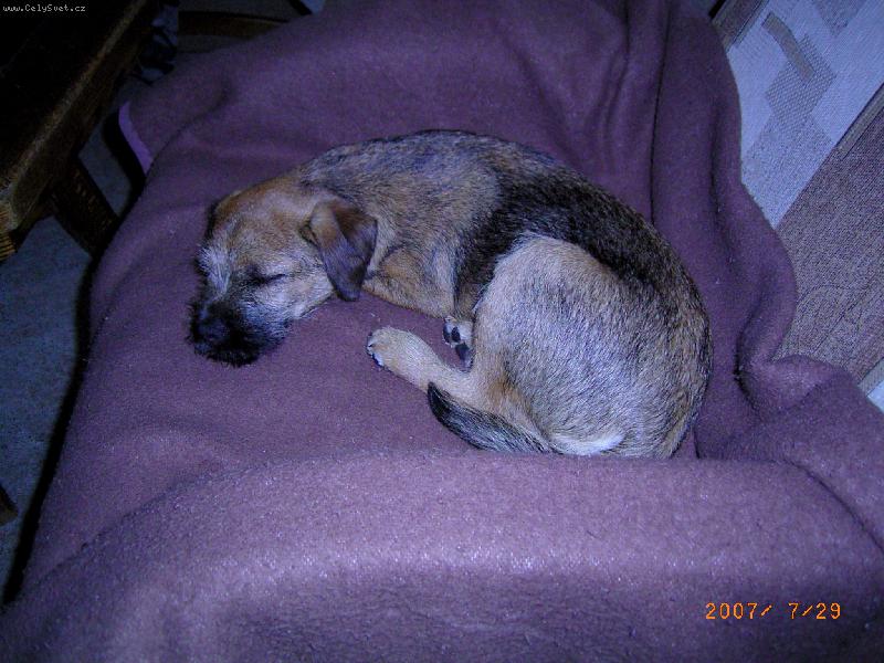 Foto: Argo spink�-Argo spink�