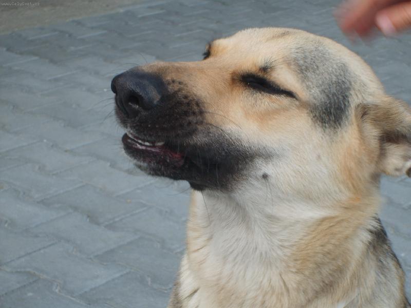 Foto: N�meck� ov��k-rita