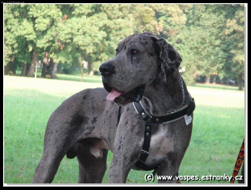 Foto: Jack z Josefovskych B�d-Jack 13 m�s�c�