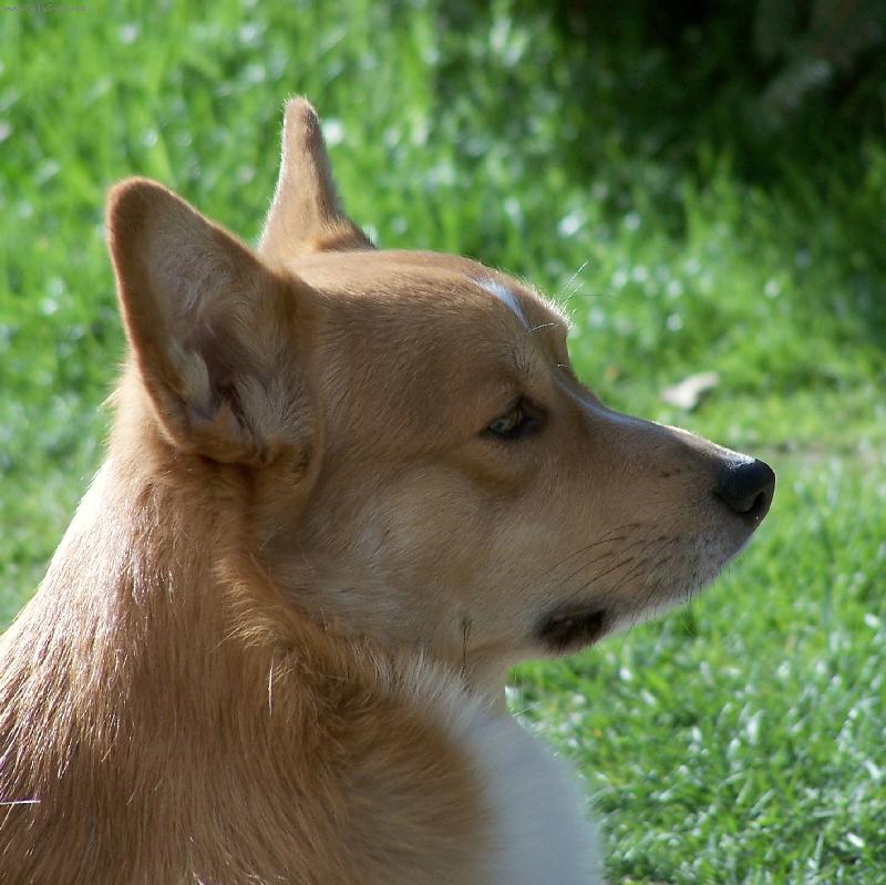 Foto: Max (Clinton Bugi Vugi)