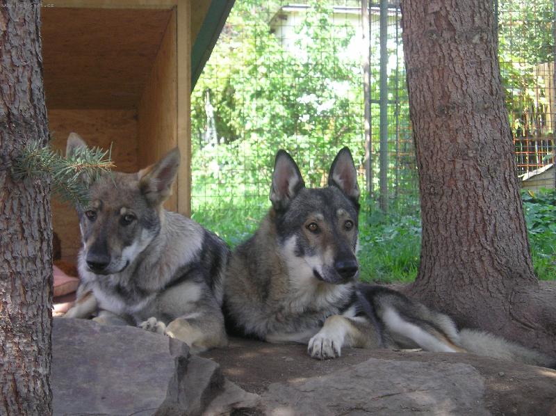 Foto: Usan a Ami 4m�s.-Siesta