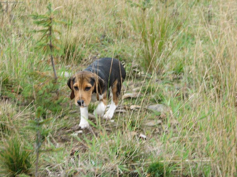 Foto: ron��ek mil��ek-na lovu