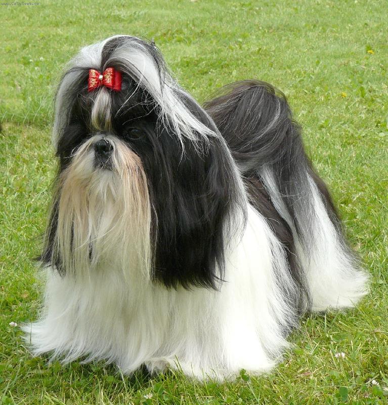 Foto: Princ Bajaja z Ivafre