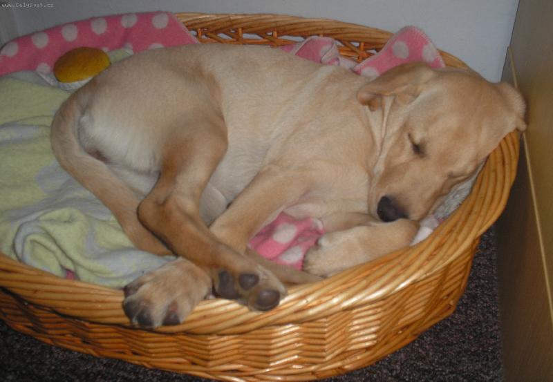 Foto: Britu�ka 14-t�dn�