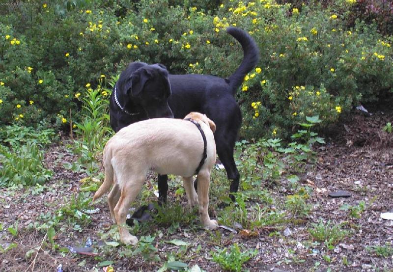 Foto: Milenci-Labrado�i :)