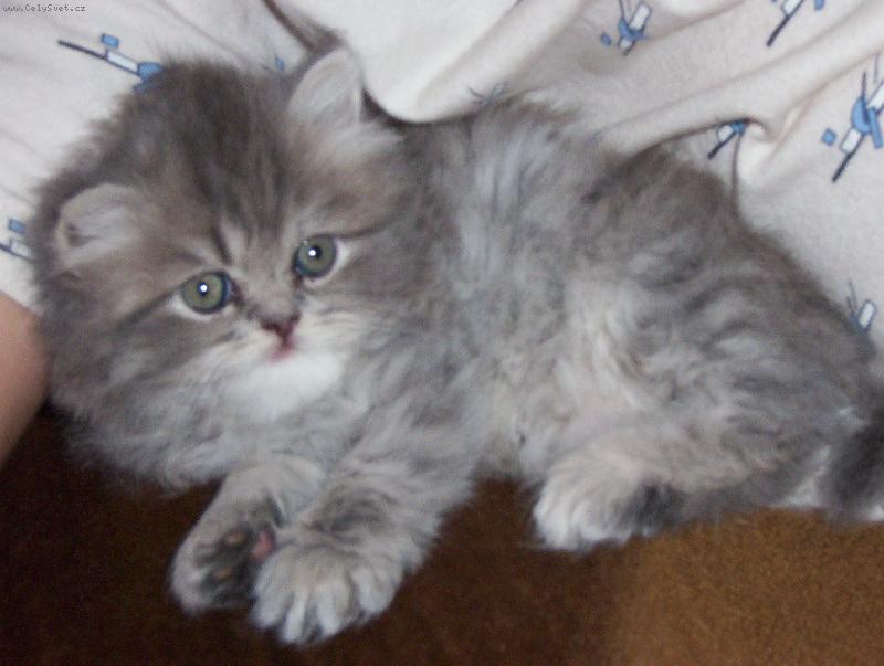 Foto: �ert�k-To je n� 11 t�denn� �ert�k.