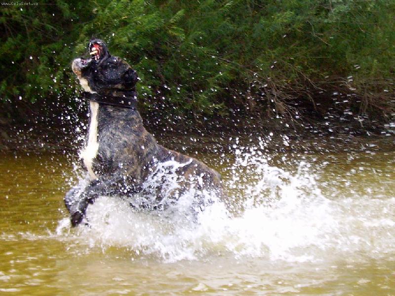 Foto: Ch. King Size-Rey Gladiador