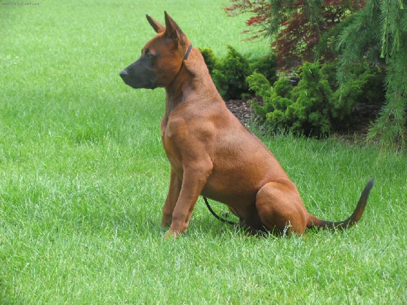 Foto: Excellent Thaidog