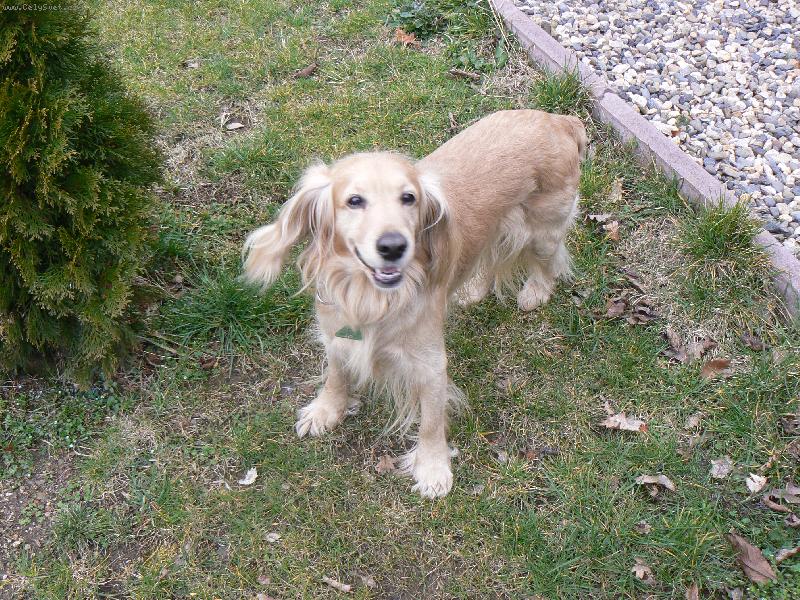 Foto: Don�k-m�m v�tr ve vlasech