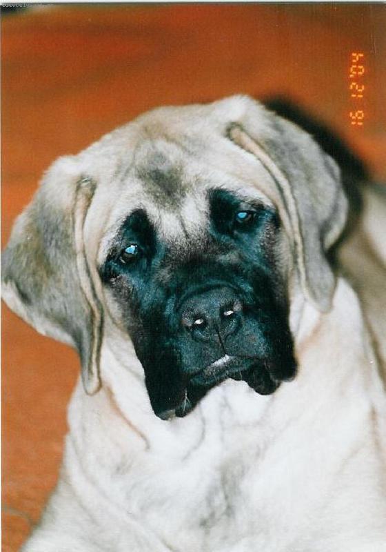 Foto: �t�n� angl.mastifa 4 m�s�ce