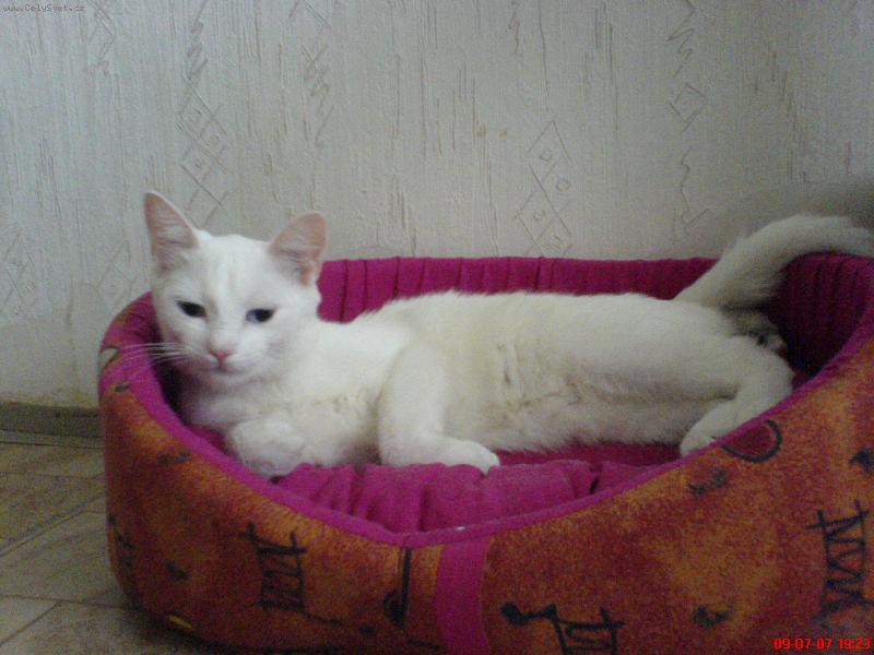 Foto: kocicka Mia-to je pohoda