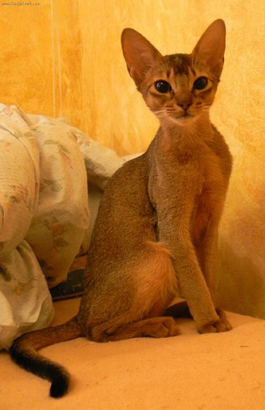 Foto: Zirkonia Rosa Glauca-muj milacek, nejmilejsi plemeno kocky co znam