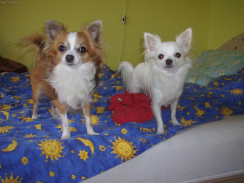 Foto: Terinka a Kry�t�fek