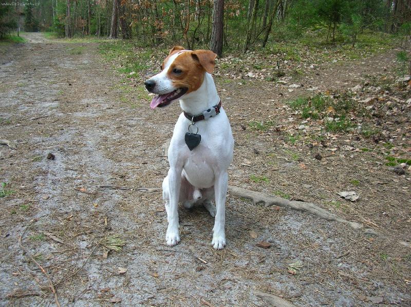 Foto: Milo na v�let�