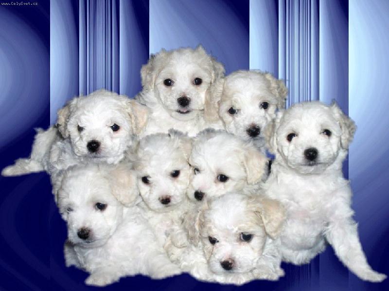 Foto: �t��ata-8 mal�ch sourozenc�