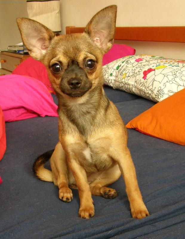 Foto: Caravelle Ave Bengal-P��jemn� nalad�n� �t�n�