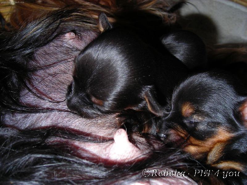 Foto: Blacky-pro Rendu