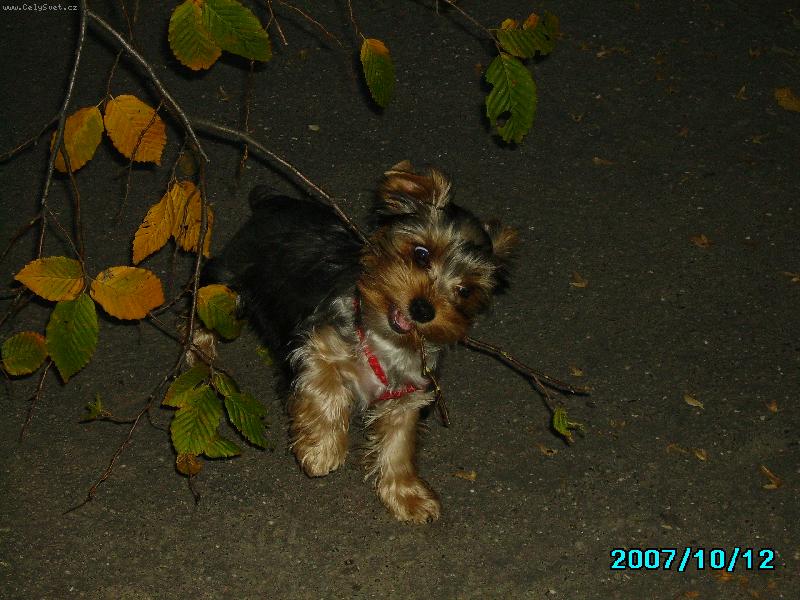 Foto: Maxik-to jsem j�