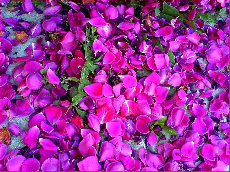 Foto: Opadan� r��e-Opadavaj�c� pop�nav� r��e.FOCEN� MOBILEM