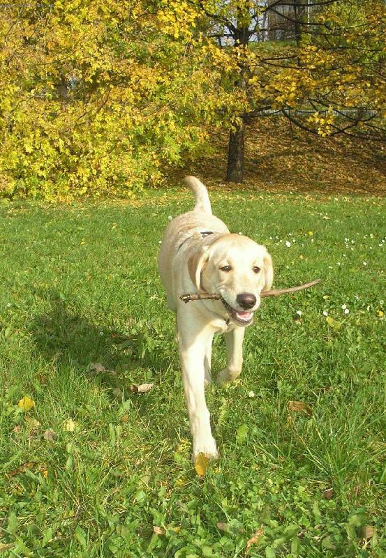 Foto: Labradorka moje