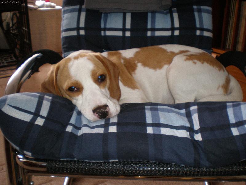 Foto: POHODL��KO V HOUPAC�M K�ESLE