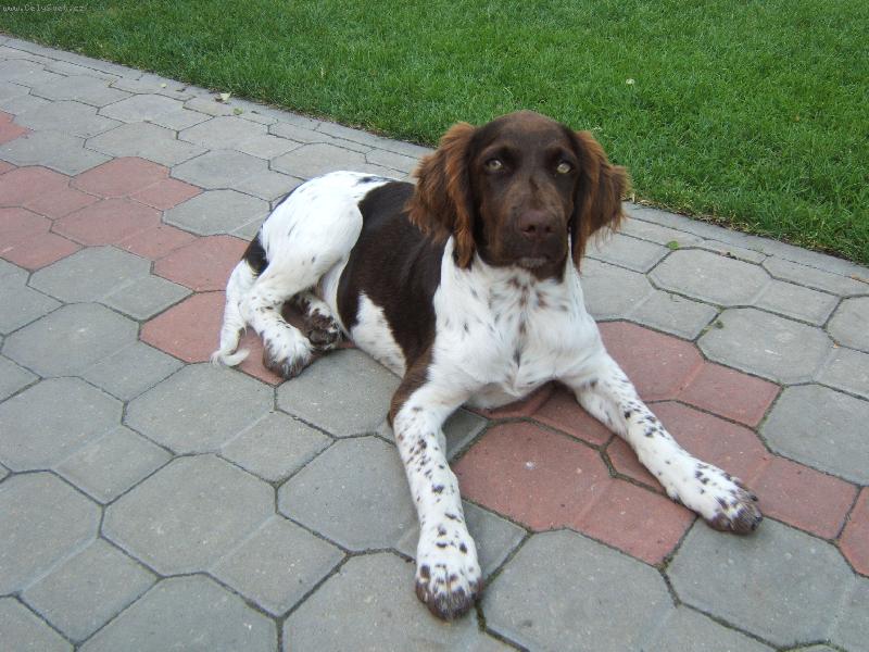 Foto: Mal� m�nsterlandsk� oha�