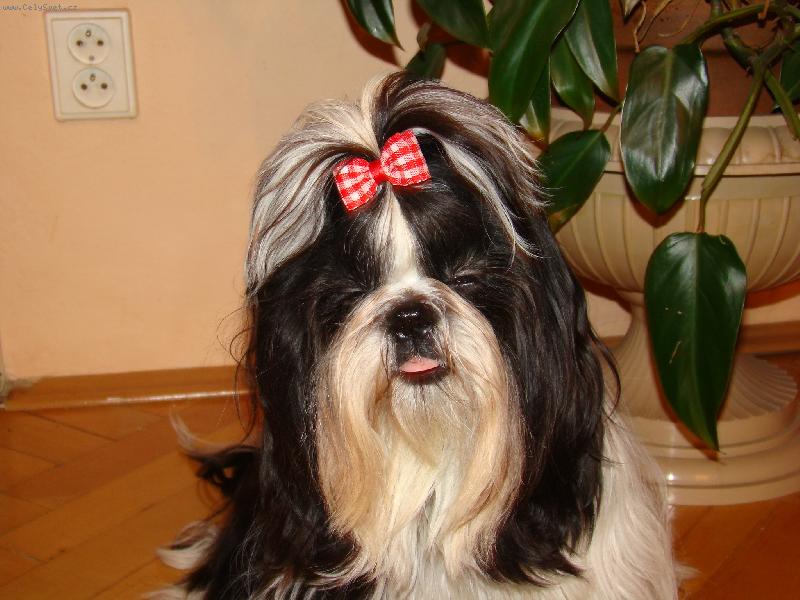 Foto: Ul�sek-Uli�nice