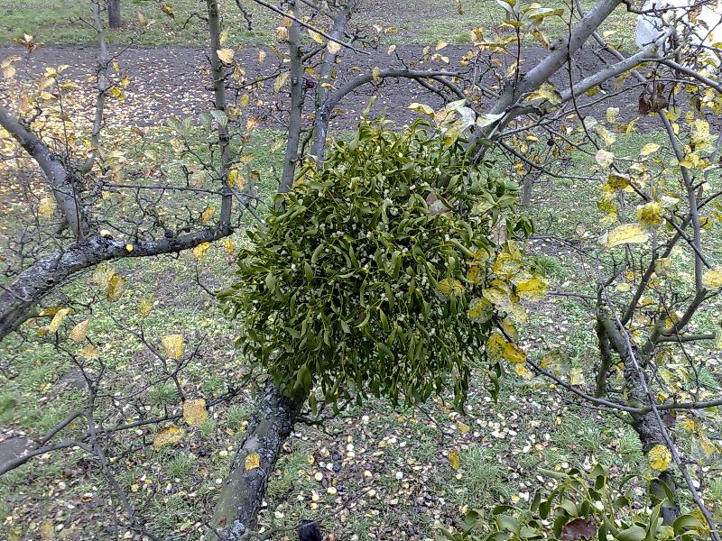 Foto: Jmel� na jabloni.-N�padn� hust� jmel�.