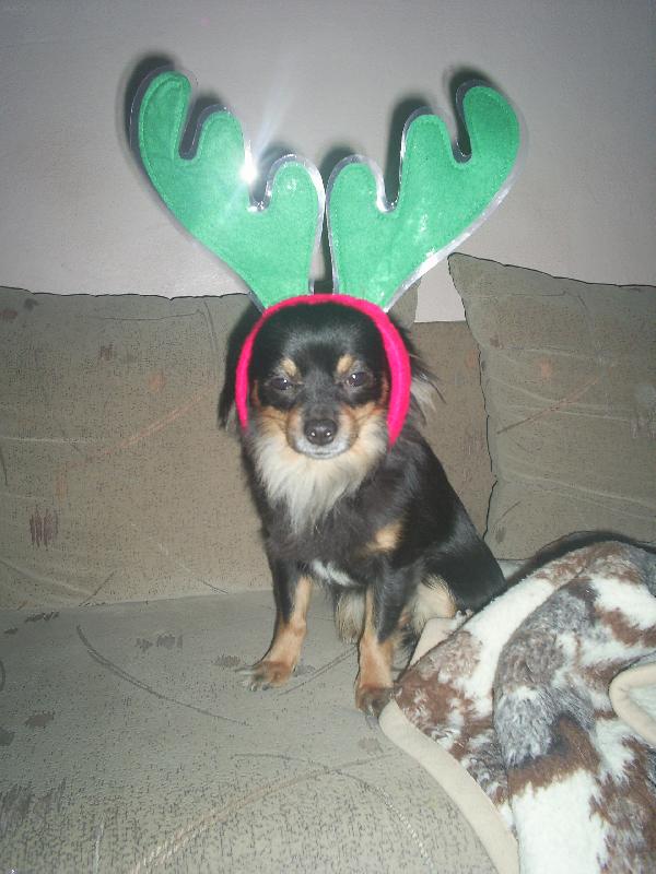 Foto: Fle�n� sob