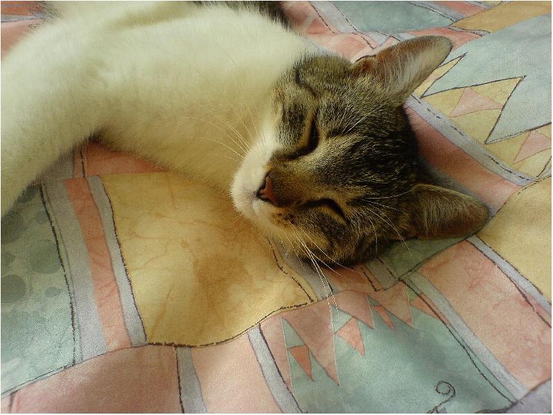 Foto: To se n�m to kr�sn� spink�-Micka