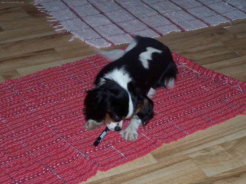 Foto:  m�j mal� milovan� Lucky