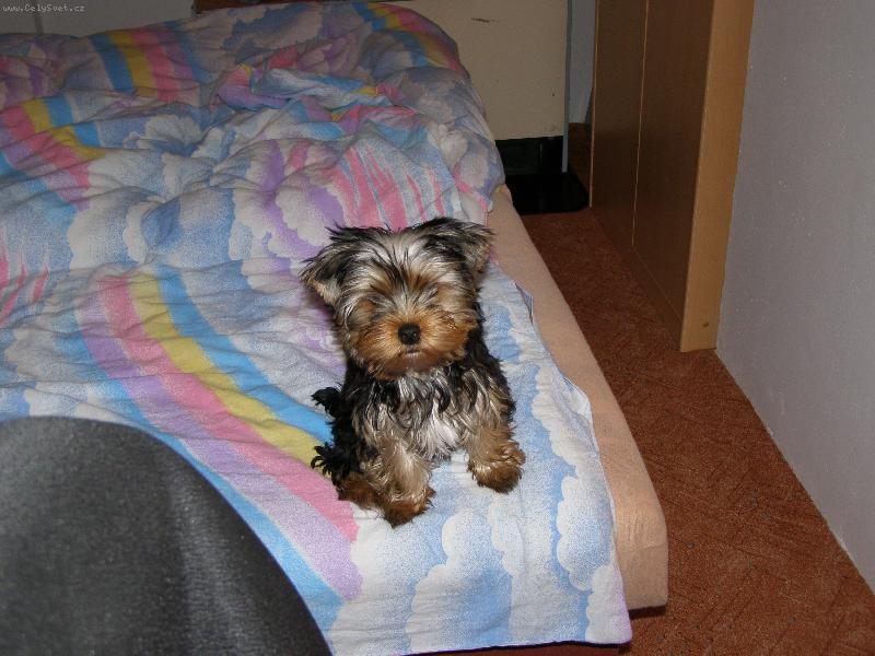 Foto: M�a v posteli