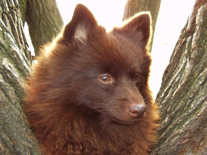 Foto: Hn�d� hlavi�ka