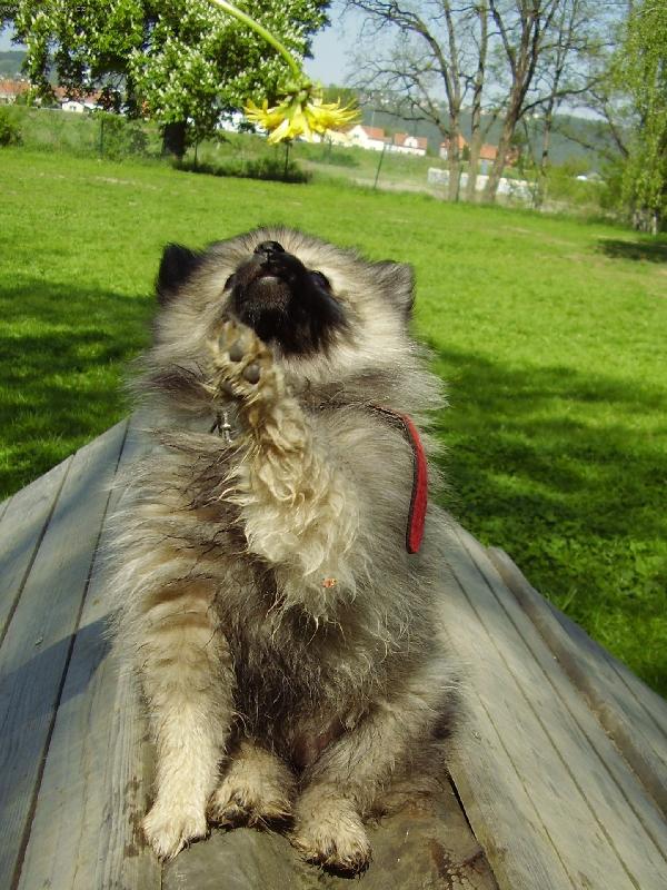 Foto: Vlko�ed� �t���tko-Dejte mi tu pampeli�ku