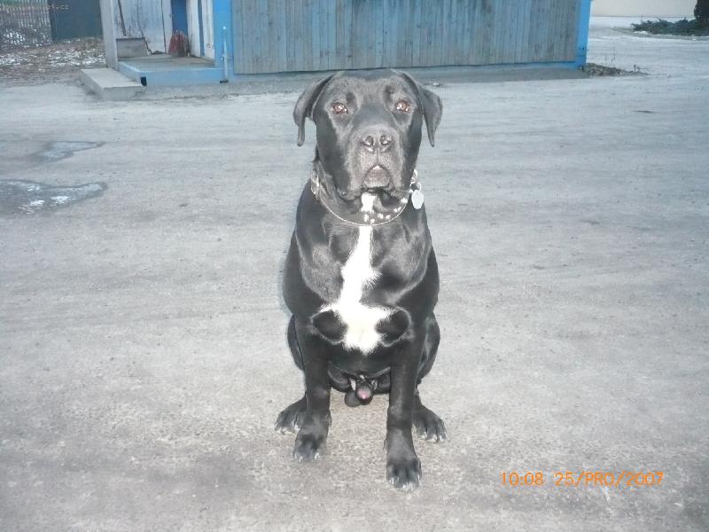 Foto: Ares-Ares 8.m�s�c�