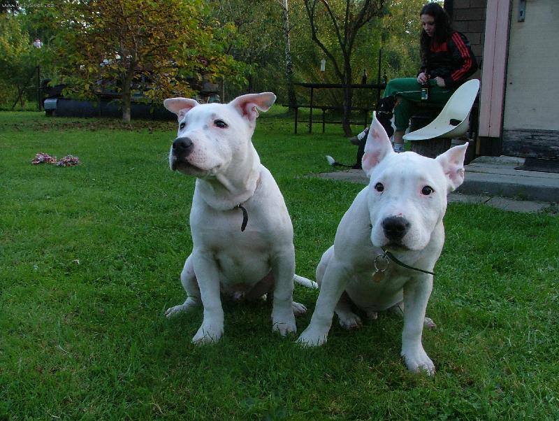 Foto: shaquille a rocky